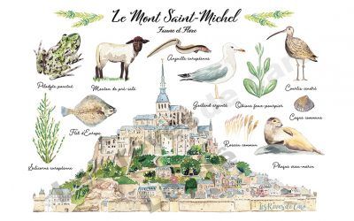 Le Mont Saint-Michel, faune et flore